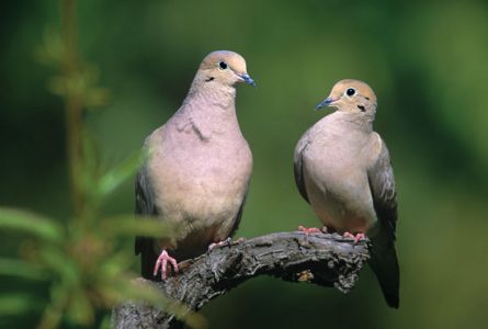 Mourning Dove Image